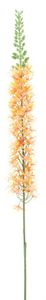 Eremurus spray orange 110cm