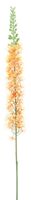 Eremurus spray orange 110cm