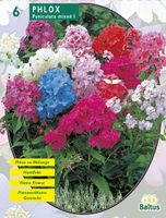 Zomer Bloembollen Phlox, Mix per 6 - Baltus Zomer Bloembollen Phlox, Mix per 6 - Baltus