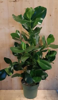 Clusia Rosea Copey 70 cm hoog kamerplant - Warentuin natuurlijk