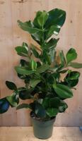 Clusia Rosea Copey 70 cm hoog kamerplant - Warentuin natuurlijk
