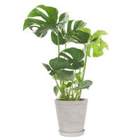Monstera Deliciosa in sierpot (grijs) - P 21 cm