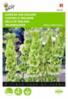 Molucella Groene Bel Achtige Bloemen - Buzzy