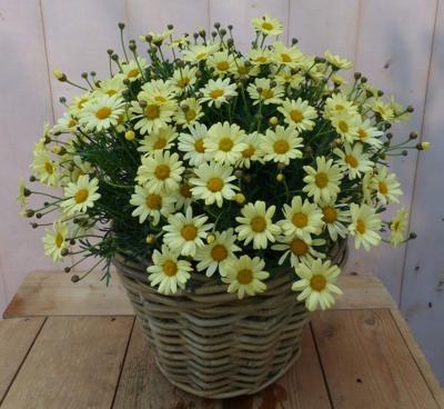 Magriet geel in mand Leucanthemum Warentuin Natuurlijk - Warentuin natuurlijk