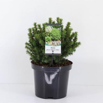 Picea glauca alberta globe - Warentuin natuurlijk