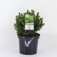 Picea glauca alberta globe - Warentuin natuurlijk