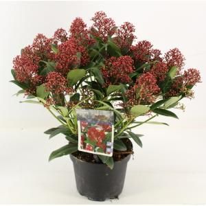 Skimmia (Skimmia Japonica “Rubella”) heester - 30-40 cm (C2) - 6 stuks