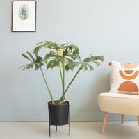 Monstera Thai Constellation - P21