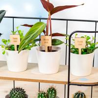 Bloempot met full color print plantensteker - set van 12
