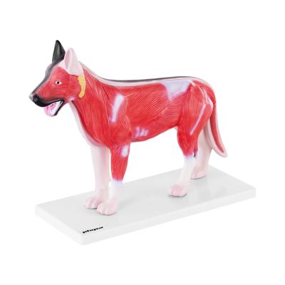 Model Hond- Innerlijke organen