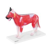 Model Hond- Innerlijke organen