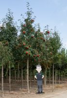 Lijsterbes volgroeid Sorbus aucuparia h 600 cm st. omtrek 22,5 cm - Warentuin Natuurlijk - thumbnail