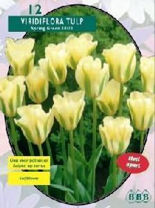 Tulp