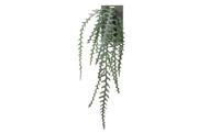 Cactus epiphyllum l90 groen header - Emerald
