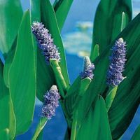 Reuze snoekkruid (Pontederia lanceolata) moerasplant - 6 stuks