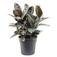 Ficus elastica abidjan bush kamerplant - thumbnail