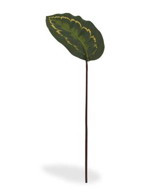 Roseopicta kunsttak 50
