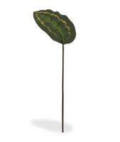 Roseopicta kunsttak 50
