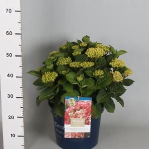 Hydrangea Macrophylla "Magical Revolution Roze"® boerenhortensia - 50-60 cm - 1 stuks