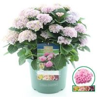 Hydrangea Macrophylla "Magical Revolution Roze"® boerenhortensia - 50-60 cm - 1 stuks