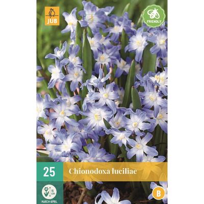 Chionodoxa luciliae gigantea 25 bollen