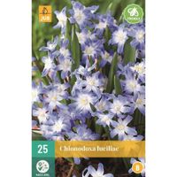 Chionodoxa luciliae gigantea 25 bollen