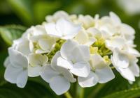Boerenhortensia