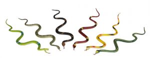 Plastic slangen van 35 cm   -