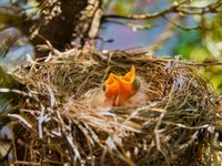 Tuinposter Voorjaar 13