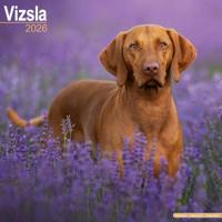 Vizsla Kalender 2026