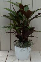 Calathea rood blad witte pot 40 cm - Warentuin Natuurlijk