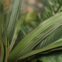 Draceana Marginata Kunstplant 40cm