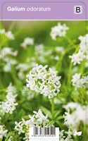 Vips Galium odoratum - Lieve-vrouwe-bedstro - thumbnail