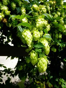 Hop