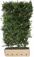 Kant en Klaar Haag Ilex Meserveae Blue Maid hoogte 180 cm.