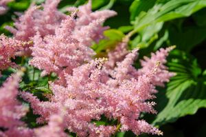 Spirea