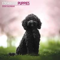 Cockapoo Puppies Kalender 2026