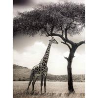 Fotobehang - Giraffe Safari 192x260cm - Vliesbehang - thumbnail