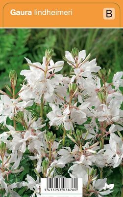 Vips Gaura lindheimeri - Prachtkaars