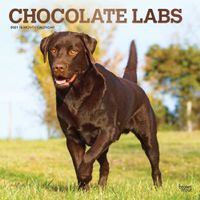 Labrador Retriever Bruin Kalender 2021 - thumbnail
