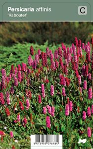 Vips Persicaria affinis Kabouter - Duizendknoop