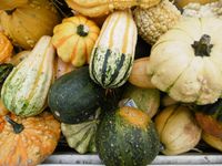 Sier Pompoenen 10 stuks ongeveer 12 cm - Warentuin natuurlijk