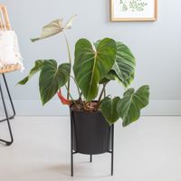 Philodendron Gloriosum - P24