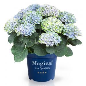 Hydrangea Macrophylla "Magical Revolution Blue"® boerenhortensia - 25-30 cm - 1 stuks