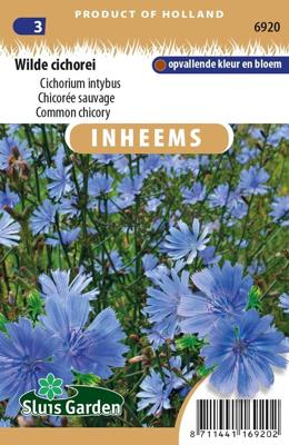 Inheemse Cichorium intybus Wilde Cichorei zaden