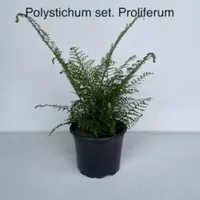 Tuinplant Naaldvaren Polystichum Proliferum