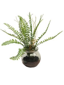 Fern in glass pot green 20cm
