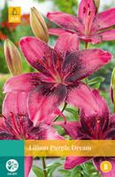 Lilium Purple Dream Bloembol JUB 2 bollen - Jub