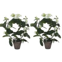 Mica Decorations Kunstplant - 2x stuks - Stephanotis bruidsbloem - wit - H50 x D40 cm - thumbnail