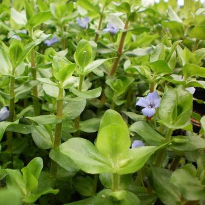 Moerings Bacopa caroliniana - grote bacopa